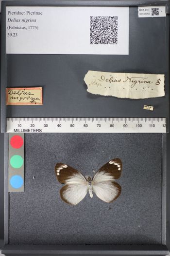 Media type: image;   Entomology 131765